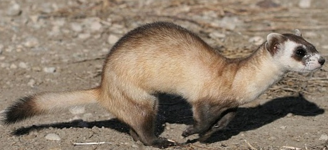 Jackrabbit in a Field